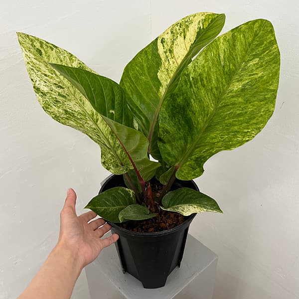 観葉植物 アンスリウム ハイブリット（斑入り）8号25-01 : 園芸ネット