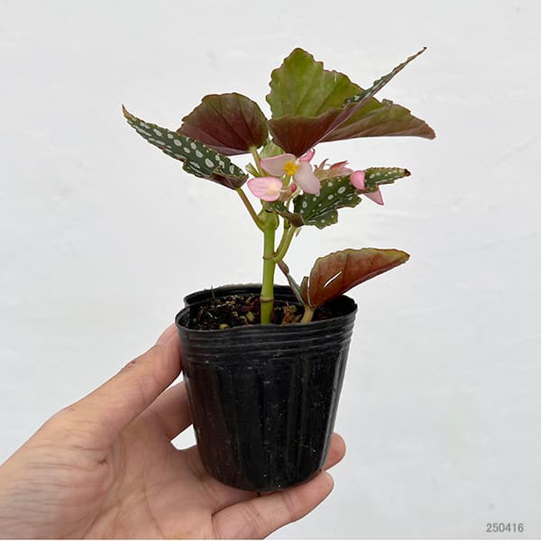 観葉植物 ベゴニア スポットライトグリーン 2...の詳細画像4
