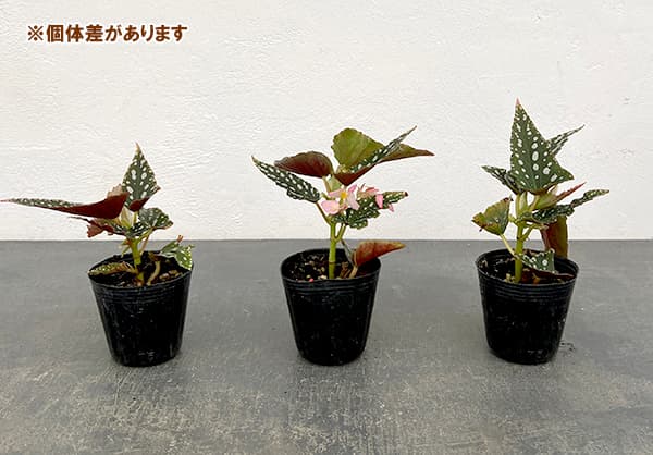 観葉植物 ベゴニア スポットライトグリーン 2...の詳細画像2