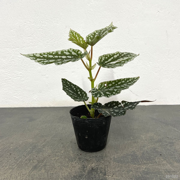 観葉植物 ベゴニア スポットライトグリーン 2...の詳細画像1