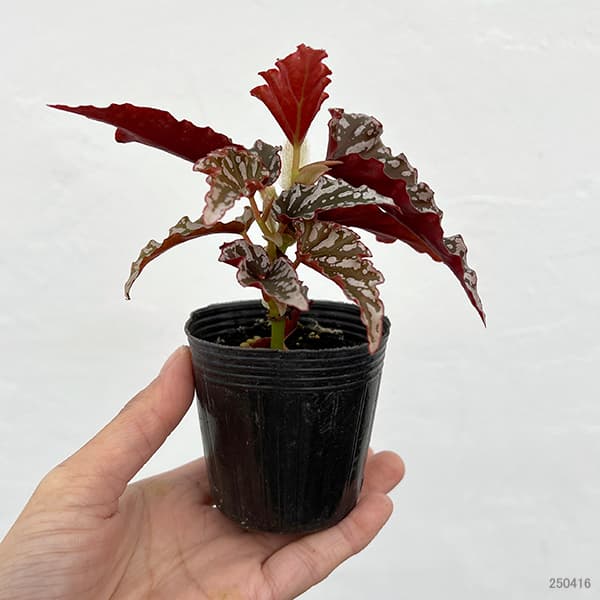 観葉植物 アーリーサマーセール ベゴニア スポ...の詳細画像4