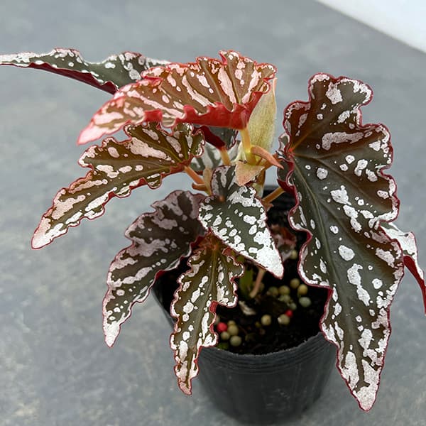 観葉植物 アーリーサマーセール ベゴニア スポ...の詳細画像5