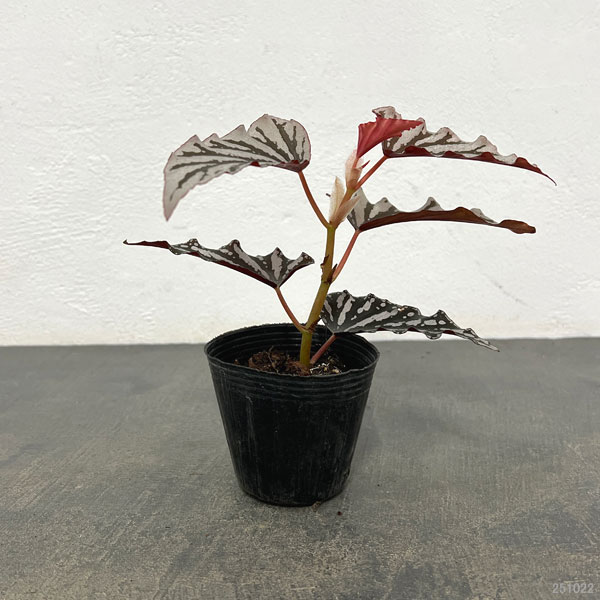 観葉植物 アーリーサマーセール ベゴニア スポ...の詳細画像3