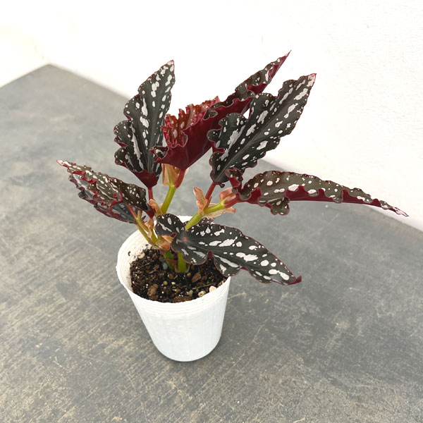 観葉植物 アーリーサマーセール ベゴニア スポ...の詳細画像2