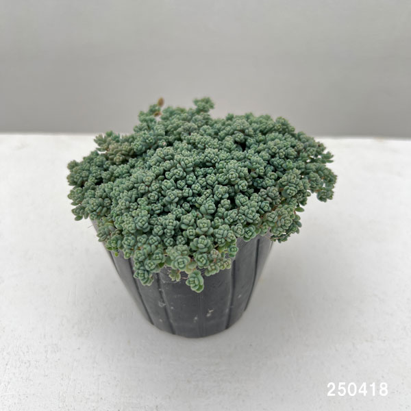 観葉植物 セダム プレビフォリウム 3号ポットの詳細画像3