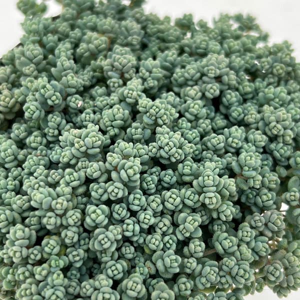 観葉植物 セダム プレビフォリウム 3号ポットの詳細画像1