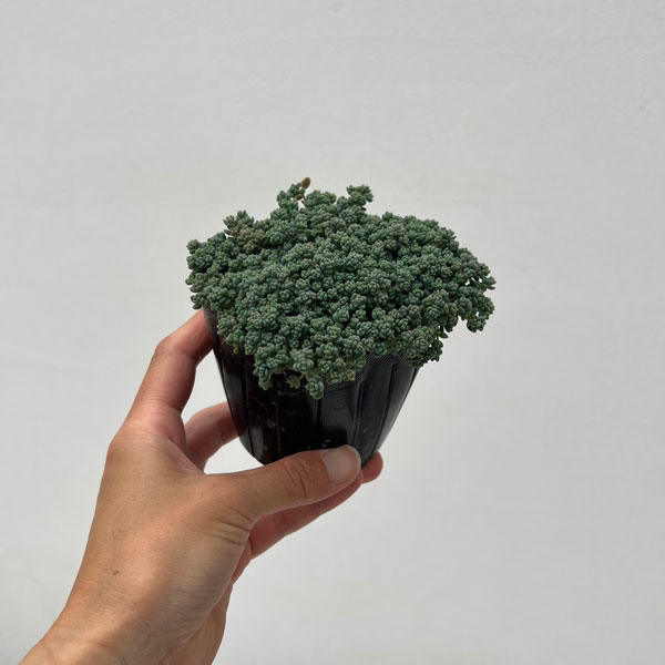観葉植物 セダム プレビフォリウム 3号ポットの詳細画像2