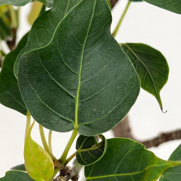 PLANCHU200302 観葉植物 フィカス レリジオーサ 5号鉢 受け皿付き 説明