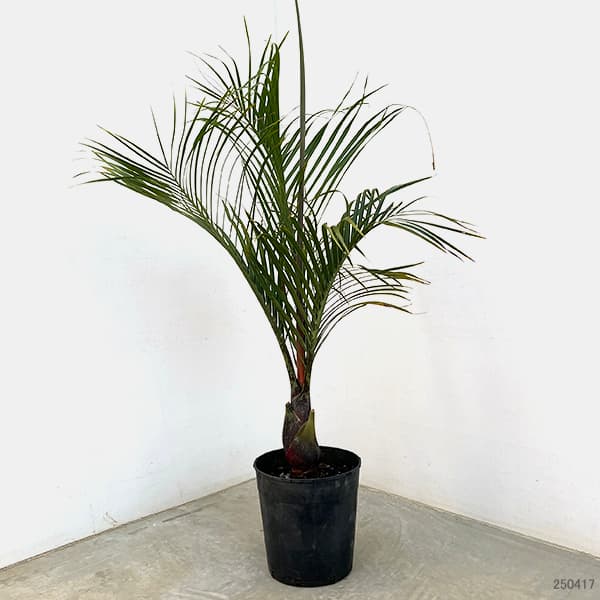 観葉植物 ヤシ ミツヤヤシ 7号_1