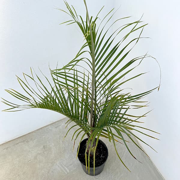 観葉植物 ヤシ ミツヤヤシ 7号_2