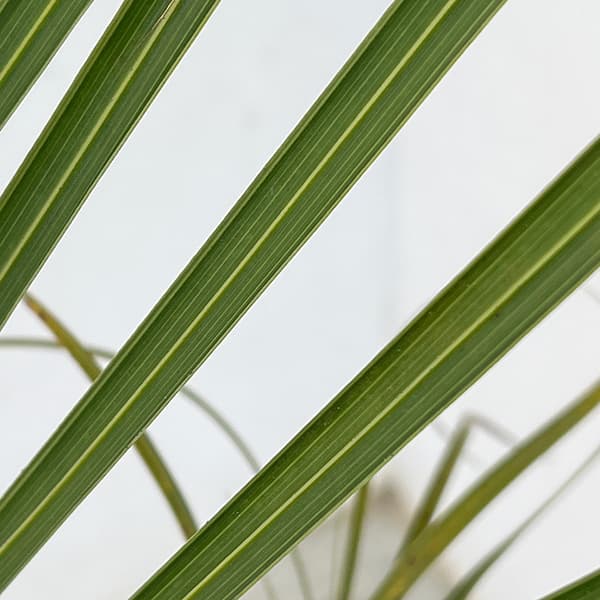 観葉植物 ヤシ ミツヤヤシ 7号_3