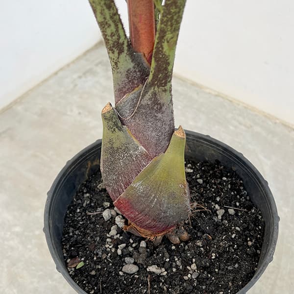 観葉植物 ヤシ ミツヤヤシ 7号_4