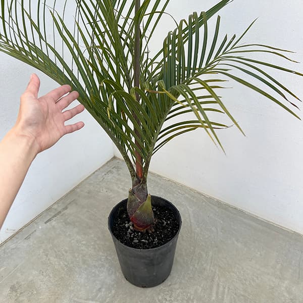 観葉植物 ヤシ ミツヤヤシ 7号_5