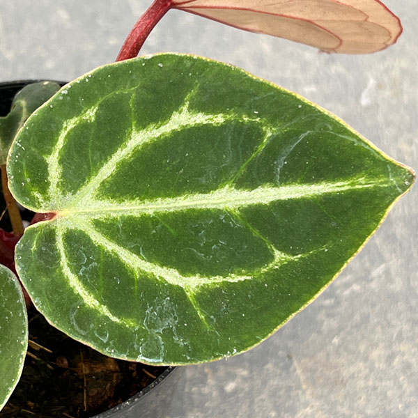 アンスリウム 原種のおすすめ人気商品一覧 通販 - Yahoo!ショッピング