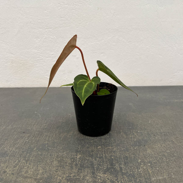 観葉植物 （わけあり特価）アンスリウム（原種） SKGシルバー×X-one