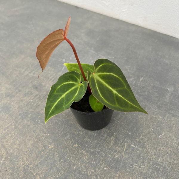 観葉植物 （わけあり特価）アンスリウム（原種） SKGシルバー×X-one