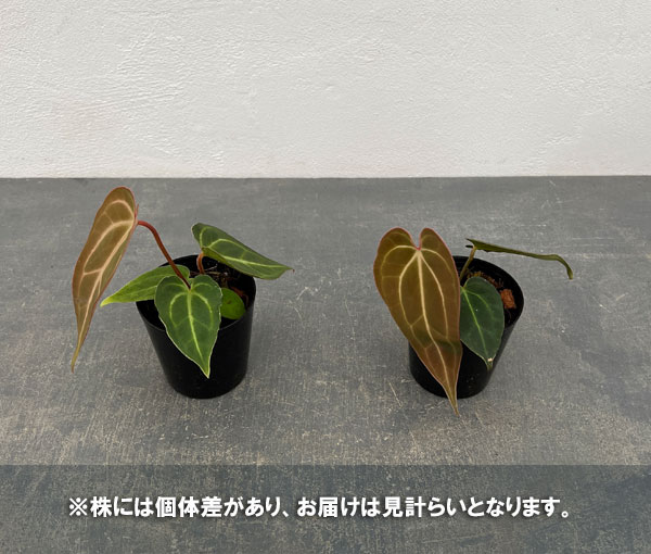 観葉植物 （わけあり特価）アンスリウム（原種） SKGシルバー×X-one