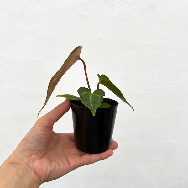 観葉植物 （わけあり特価）アンスリウム（原種） SKGシルバー×X-one