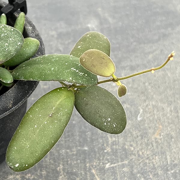観葉植物/ホヤ：GPS7240 3号吊り鉢 : 園芸ネット - 通販 - Yahoo