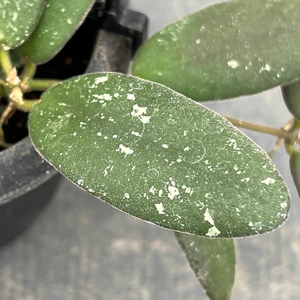 ホヤ三寸4種24鉢 観葉植物/ホヤ：GPS7240 3号吊り鉢 : 園芸ネット - 通販 - Yahoo