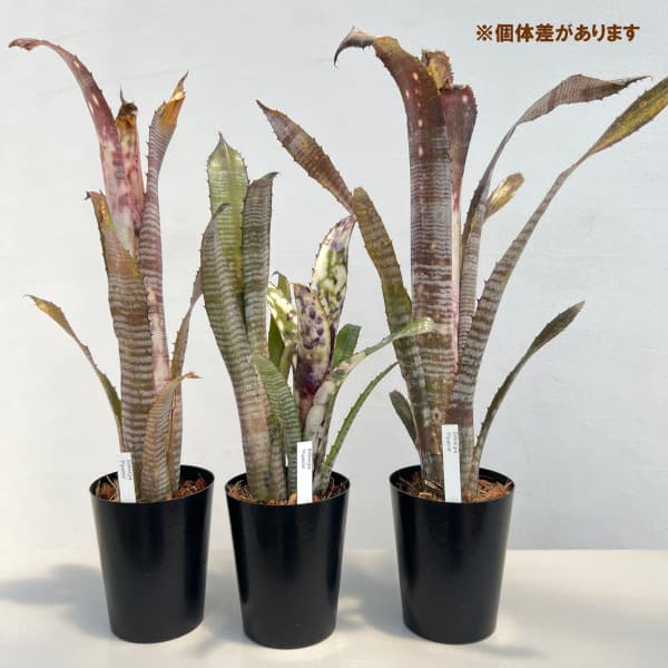 ビルベルギアのおすすめ人気商品一覧 通販 - Yahoo!ショッピング