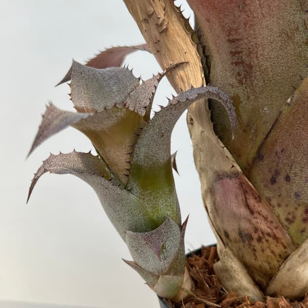 観葉植物 ホヘンベルギア アイスティー 3号ポ...の詳細画像5