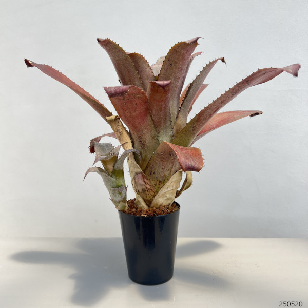 観葉植物 ホヘンベルギア アイスティー 3号ポ...の詳細画像1