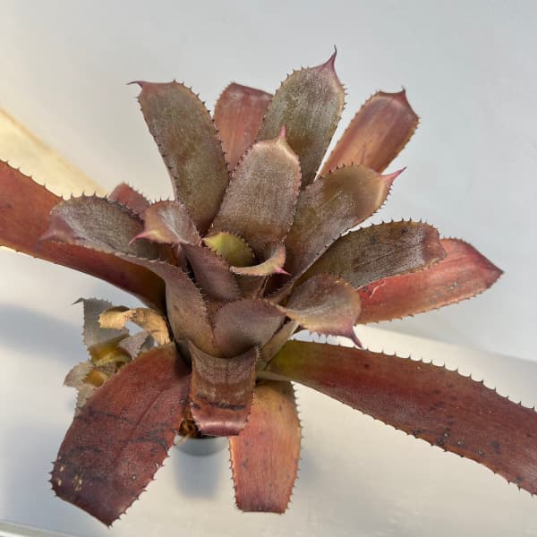 観葉植物 ホヘンベルギア アイスティー 3号ポ...の詳細画像2