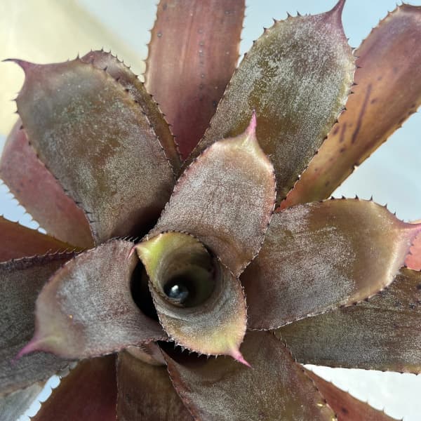 観葉植物 ホヘンベルギア アイスティー 3号ポ...の詳細画像3