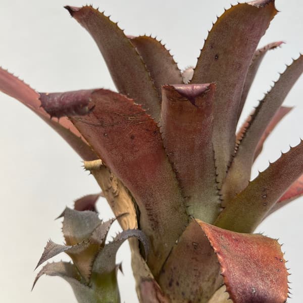 観葉植物 ホヘンベルギア アイスティー 3号ポ...の詳細画像4