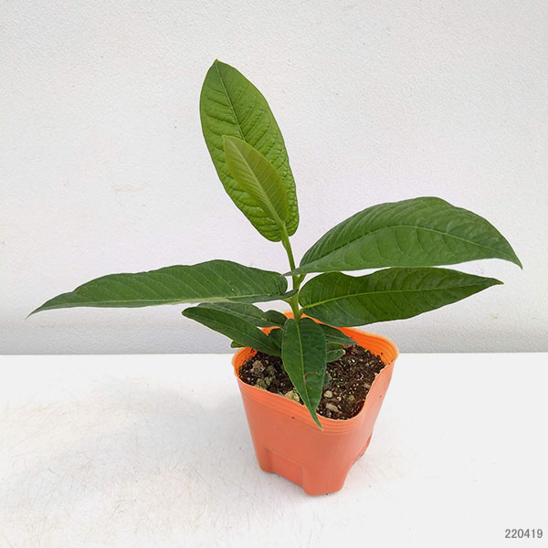 草花の苗 サマーセール (わけあり特価)マンデ...の詳細画像1