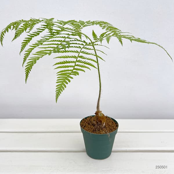 観葉植物 タカワラビ ゴールデンチャウチャウ(...の詳細画像5