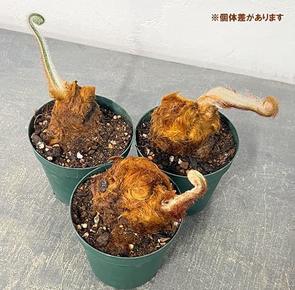 観葉植物 タカワラビ ゴールデンチャウチャウ(...の詳細画像4