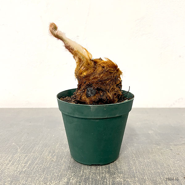 観葉植物 タカワラビ ゴールデンチャウチャウ(...の詳細画像1