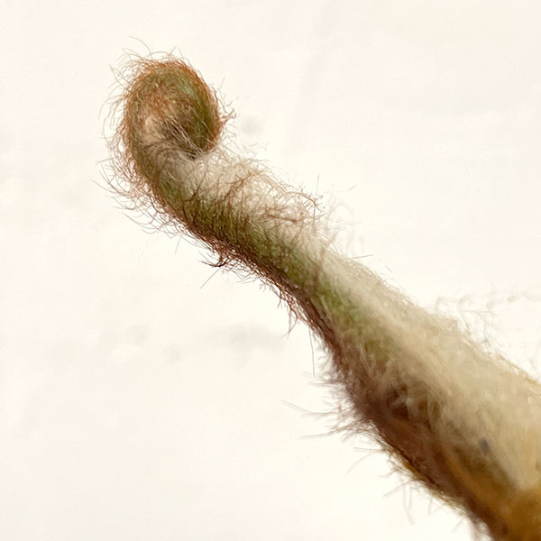 観葉植物 タカワラビ ゴールデンチャウチャウ(...の詳細画像2