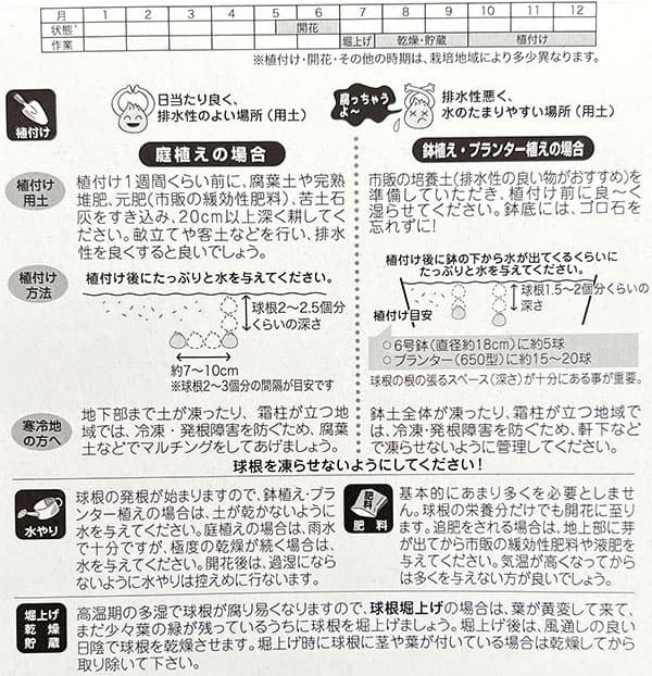 球根 26年9月中下旬予約 アリウム ロージー...の詳細画像1