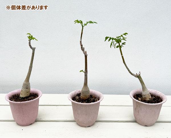 モリンガ（花、ガーデニング）のおすすめ人気商品一覧 通販 - Yahoo