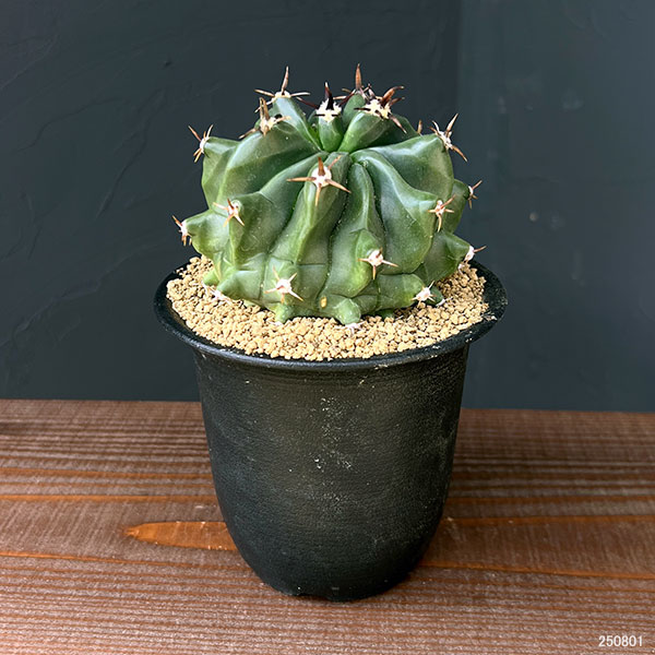 フェロカクタス（サボテン、多肉植物） | 花、ガーデニング のおすすめ