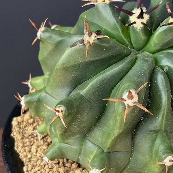 フェロカクタス（サボテン、多肉植物） | 花、ガーデニング のおすすめ