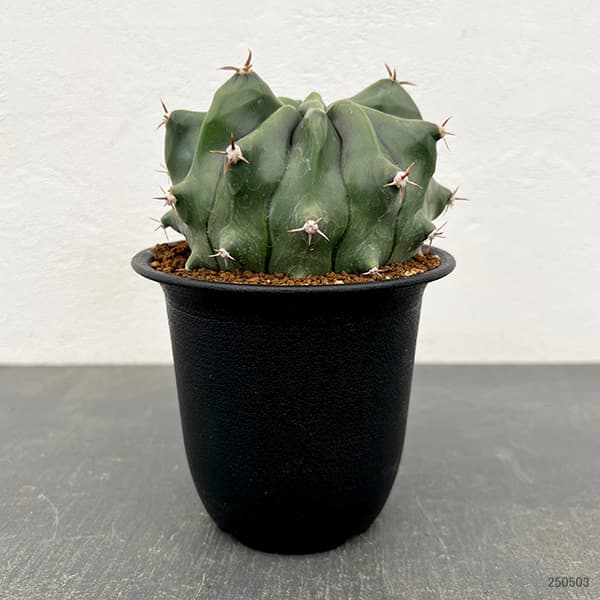EMP フェロカクタス 神仙玉 実生 / サボテン 中株 美株 CT669 Ferocactus coloratus 【フェロカクタス・神仙玉】 | RIMO'S