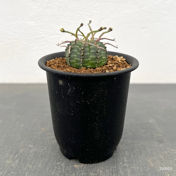 観葉植物 ユーフォルビア スーパーバリダ（実生特選株） 3号鉢植え