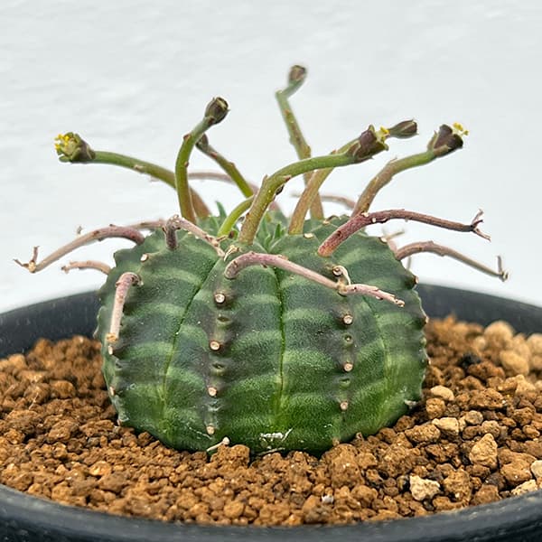 観葉植物 ユーフォルビア スーパーバリダ(実生特選株) 3号鉢植え 観葉植物 ユーフォルビア スーパーバリダ(実生特選株) 3号鉢植え
