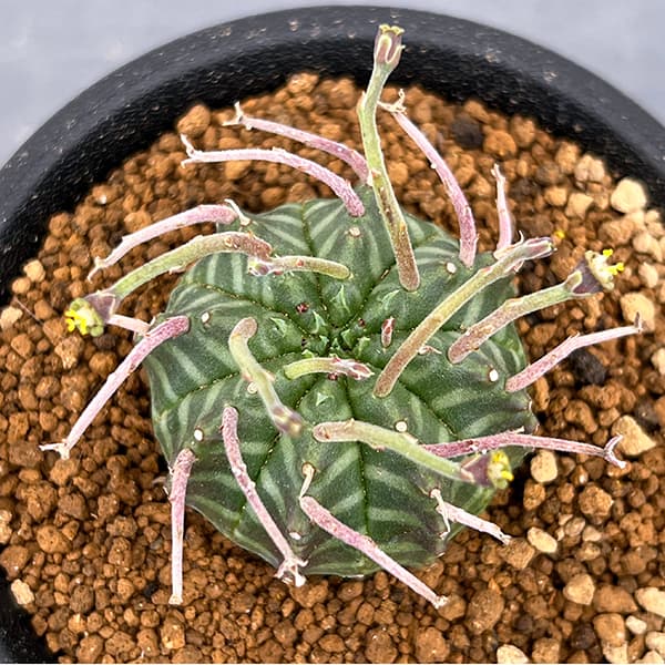 ユーフォルビア（サボテン、多肉植物） | 花、ガーデニング のおすすめ