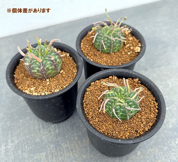 観葉植物 棚卸セール ユーフォルビア スーパーバリダ（実生特選株） 3