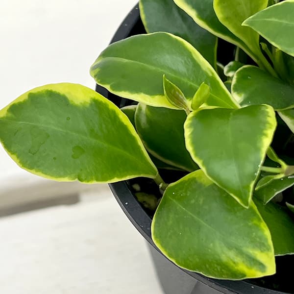 観葉植物ホヤ希少種（花、ガーデニング）のおすすめ人気商品一覧 通販