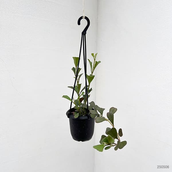 ホヤ 植物のおすすめ人気商品一覧 通販 - Yahoo!ショッピング