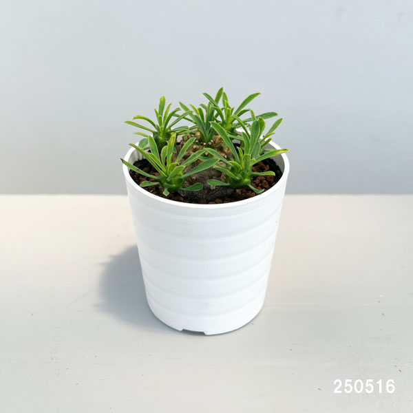 観葉植物 ユーフォルビア ガビザン 2号鉢植えの詳細画像1