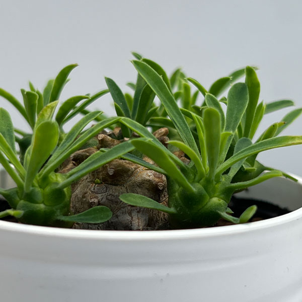 観葉植物 ユーフォルビア ガビザン 2号鉢植えの詳細画像2