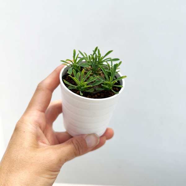 観葉植物 ユーフォルビア ガビザン 2号鉢植えの詳細画像3