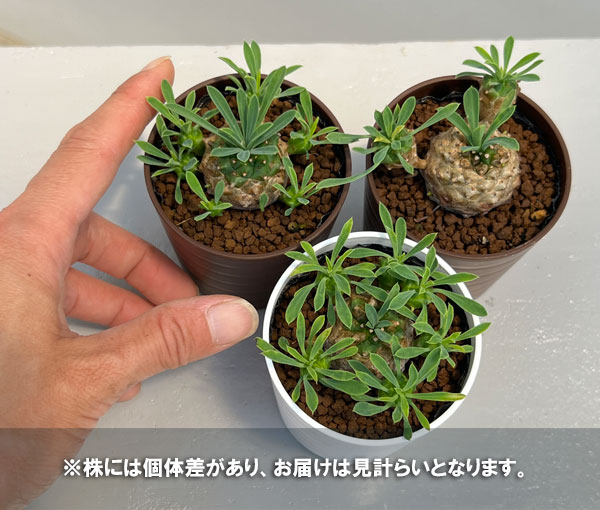 観葉植物 ユーフォルビア ガビザン 2号鉢植えの詳細画像4